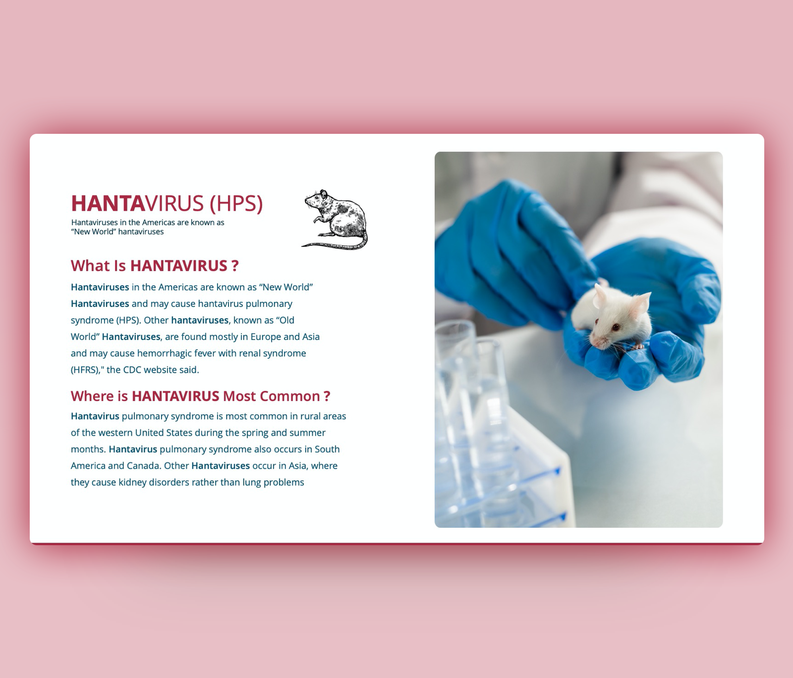 Hantavirus PPT – (HPS) PowerPoint Template